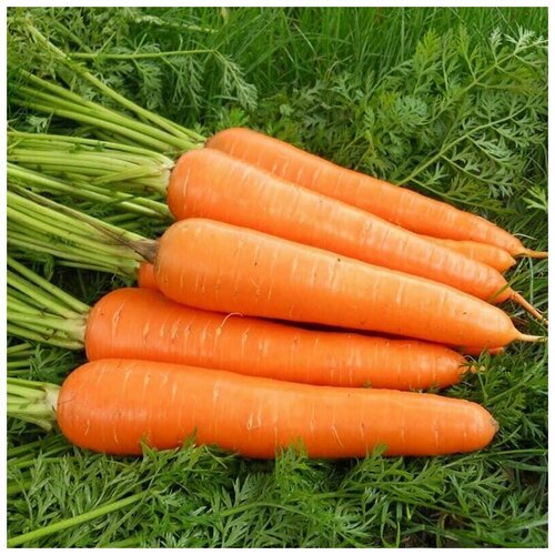 ���� ������� ���������� 6, ������������� ������, 250 �����, ������ �� 232 ���