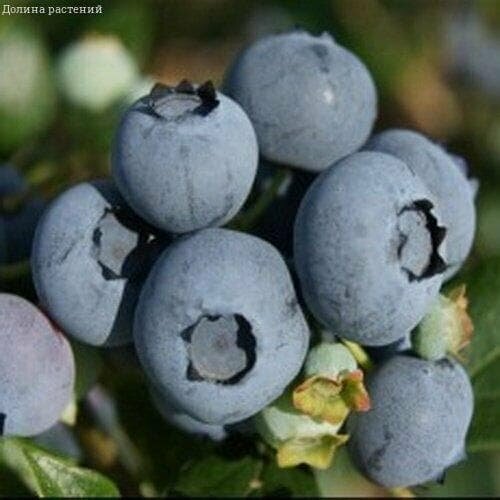    () 2- ,   30-40 ,   1101 