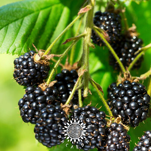 ���� ������ ������ ������� (���. Rubus fruticosus) 15�� �� Green Legacy, ������ �� 330 ���