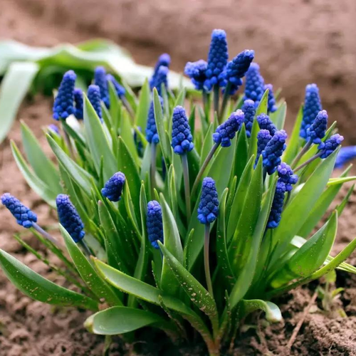 ���� ������� ARMENIACUM (10 �������), ������ �� 394 ���