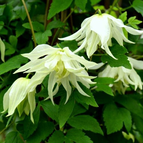 ���� ������ �������� ������������ (������) ����� ���� 0,05 � (1 ��������), ������ �� 479 ���