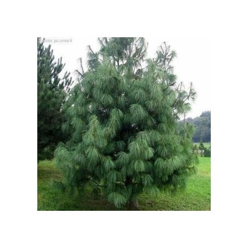 ���� ����� ����������� ������� (Belgium Plants Van. (�������)), 1 ������� � ������ 15-20 ��, ������ �� 1341 ���