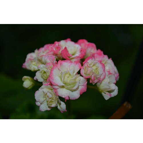 ���� ������ ���������� ���������� ��������� ����� ���������� 4 �� (1 �������� (O)), ������ �� 684 ���