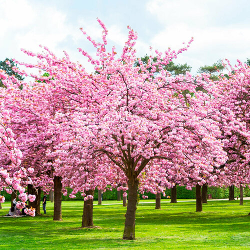 ���� ������ �������� �����, ������, 5 ��, ������ �� 372 ���