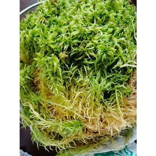 ���� ��� ������� ( �����, ������ ������!), 100��., ������ �� 240 ���