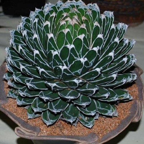 ���� ����� �������� �������� ����������, Agave Victoriae Reginae compact, ������, ������ �� 452 ���