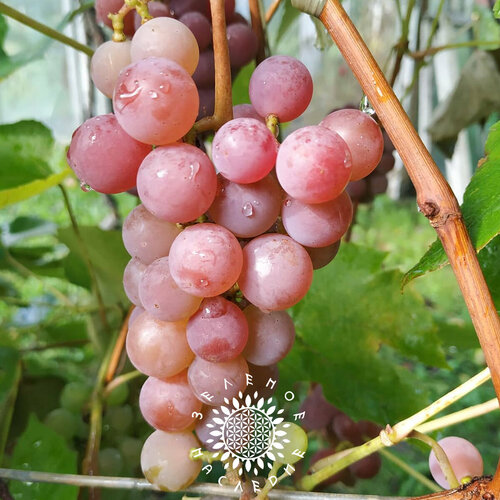     (. Vitis vinifera L.) 5  Green Legacy,   345 