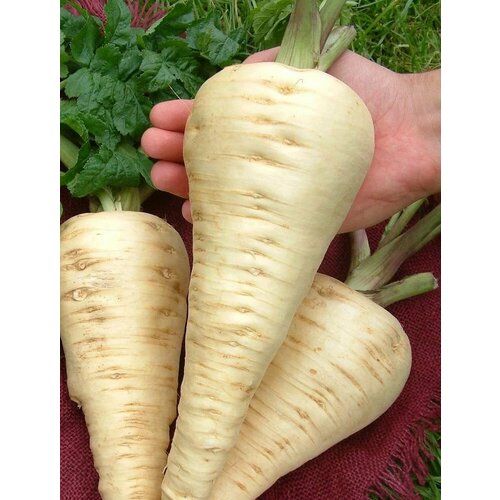 ���� ������ ���������� 