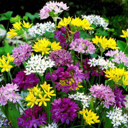   , bulbs servise,      ( 10  ),   398 