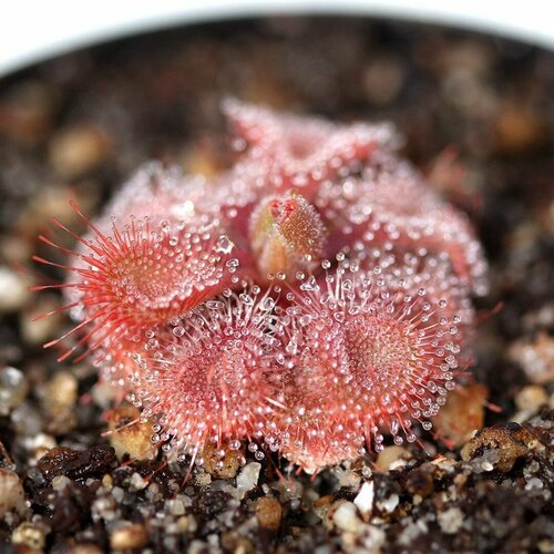    , Drosera Burmannii Humpty Doo 10+ ,  ,  ,   491 