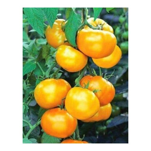 ���� ������ ����� ������ ������� 20�� ����� (��������� ������), ������ �� 42 ���