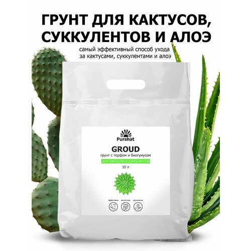 ���� ����� (�����) ��� �������� � ����������� ������. ���������� � ������ � ���������� ��� ��������� (Purshat) 10 �, ������ �� 1204 ���