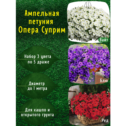 ���� ��������� ������� ���������������� ������ ����� ������ ����, ���, ��� �� 5 �����, ������ �� 990 ���