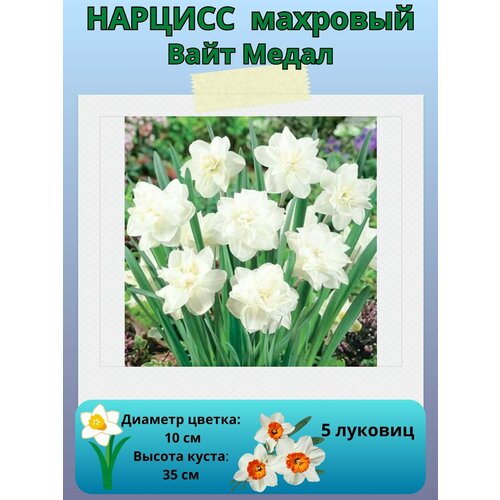 ���� ������� ���� �����, ����������� �����, �������� ��� ������� 5 ��, ������ �� 450 ���