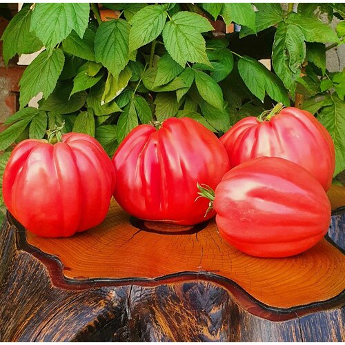 ���� ������ ����� ��������� ��������� ������ (Costoluto Colli Eugenai) / Seeds And Goods / � �������� zip-lock ��� ���������� 10 �����, ������ �� 299 ���