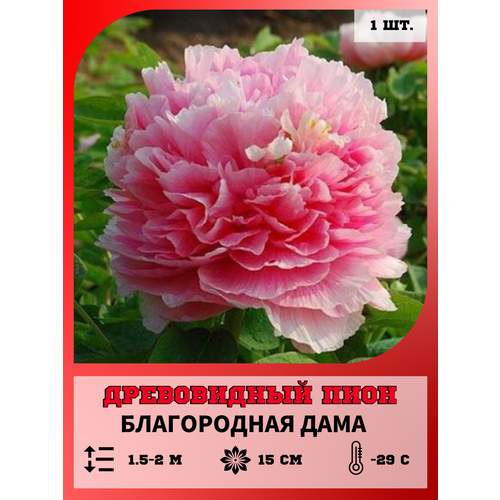 ���� ���� ����������� ����������� ����, ������� 1 �����, ������ �� 650 ���