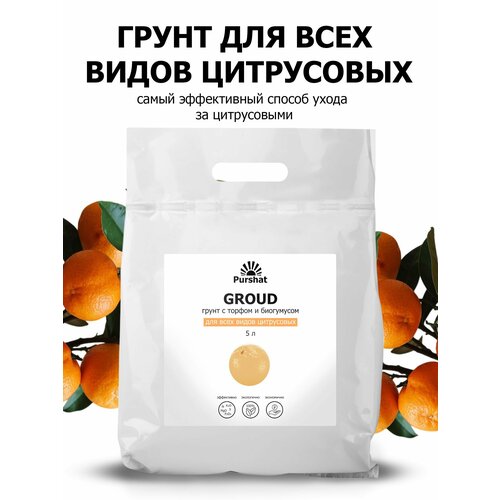   ()   (, , ) .       (Purshat) 5 ,   809 