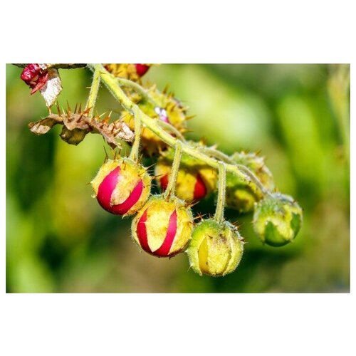    -   (. Solanum sisymbriifolium)  10,   328 