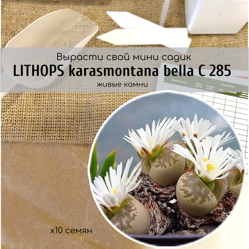    Lithops karasmontana bella (  ,  )   -.  ,   340 