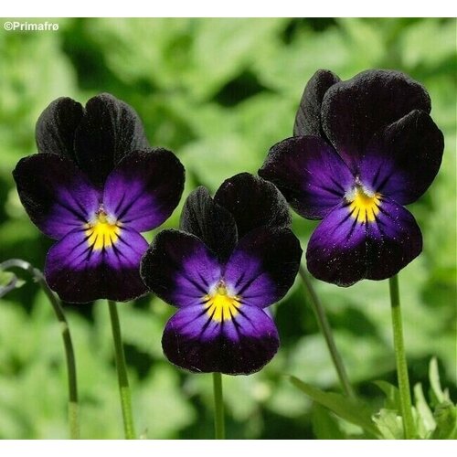 ���� ������ ������ �����, ����������� ��� ���������� �����, ��������, �������� ����� ����������, 95 �����, ������ �� 247 ���