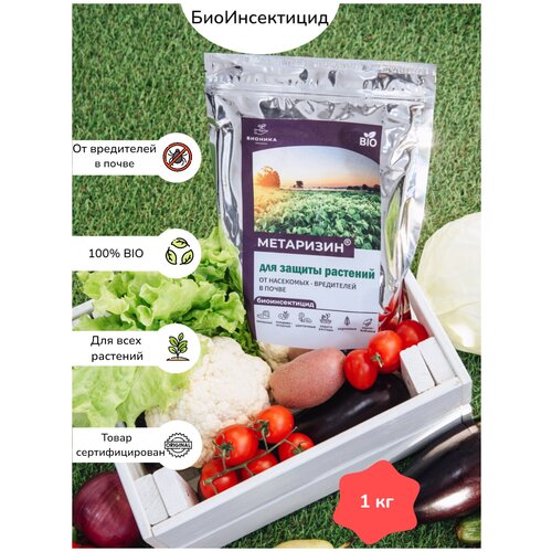 ���� ���������, ������ �������� �� �������� ���� ���������-����������, ������ �� 1450 ���