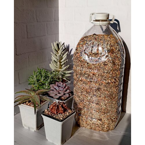 ���� ����� ��� �������� � ����������� Succultura 5 �., ������ �� 1100 ���