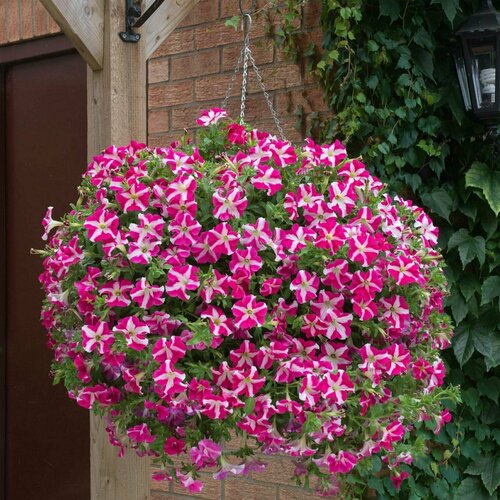 ���� ������� �������������� F1 �������� ���� ���� ��� ����, ������ ������ ������������ � ����������� �� -5 �� +40, ������ � ����� �� ������� �����, 5 �����, ������ �� 308 ���