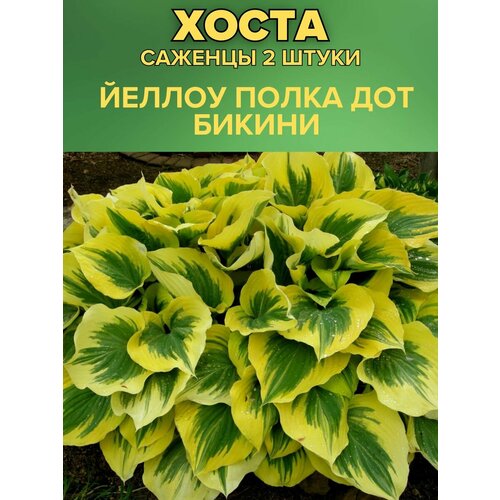 ���� ����� �������, ����������� �������� 2�����, ������ �� 850 ���