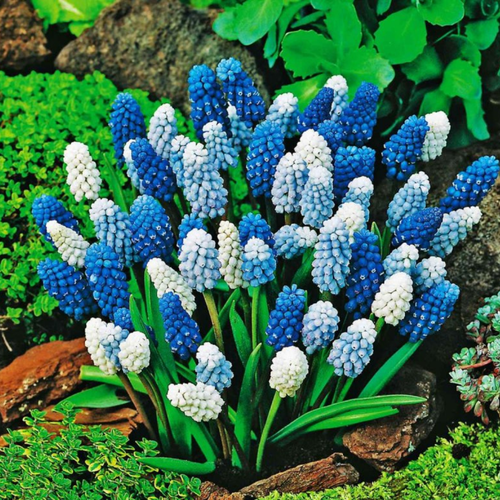 ���� ������� ���� (20 ��), ������ �� 690 ���