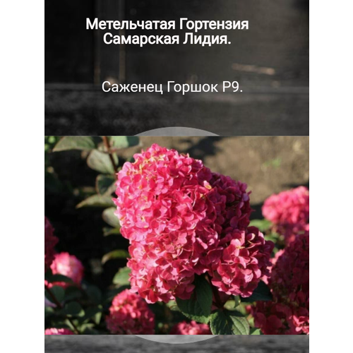 ���� ��������� ����� - ��������� �����������, ������ �� 850 ���