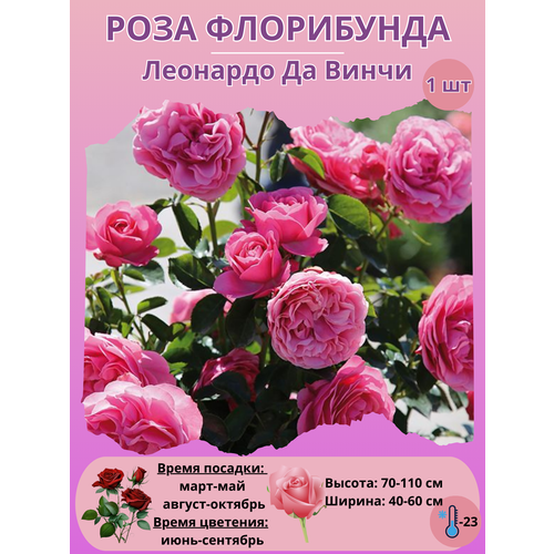 ���� ���� ���������� �������� �� �����, ����������� ����� ��� ����, ������ �� 450 ���