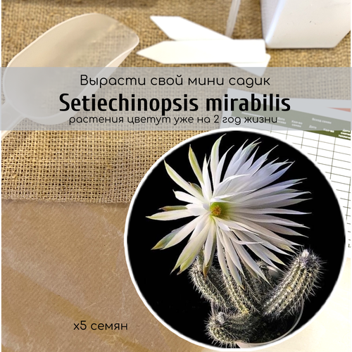    Setiechinopsis MIRABILIS ()    ,   342 