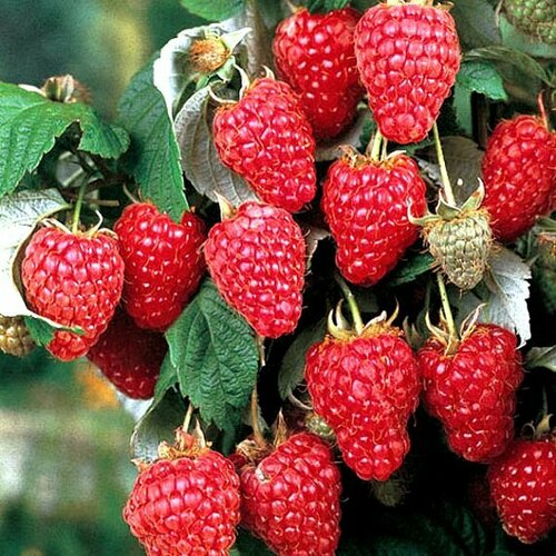 ���� ������ ������������� ����� ������ 2 ��, ������ �� 885 ���