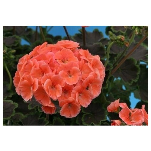 ���� ���������� (������) ������ ���� �������, ��������� �����������, ������ � ������ ������, ����� ������ ������� ���, 4 �� �����, ������ �� 316 ���