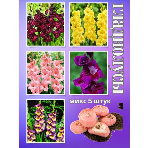 ���� ��������� ��������, ���� 5����, ������ �� 500 ���