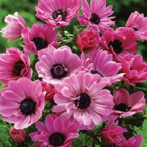 ���� �������� ������, chipollino flowers, ������� THE ADMIRAL (10 �������), ������ �� 495 ���