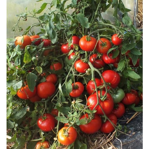     (10 ).       .,   289 