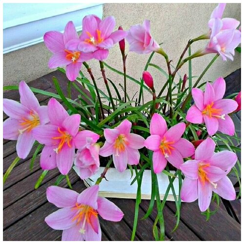 ���� ���������� ��������, Zephyranthes Carinata, �������, ������, ������ �� 426 ���