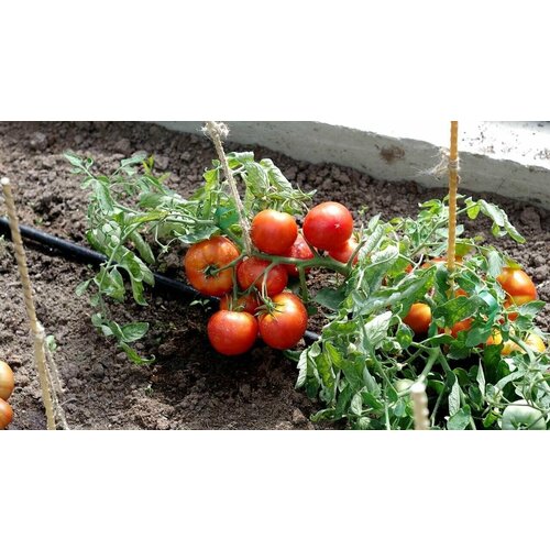 ���� ������ ������� 