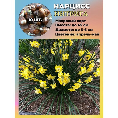 ���� ������� ��������, ����������� ���������� �����, 10 ��., ������ �� 1100 ���