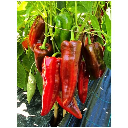         (Corno di Toro red), 5 ,   360 