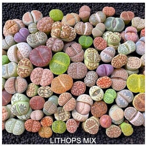 ���� ������� MIX ����� ��� �����������, ������ �� 649 ���