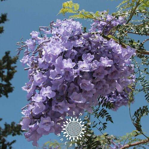     -   (. Jacaranda mimosifolia) 20    -     , -, 