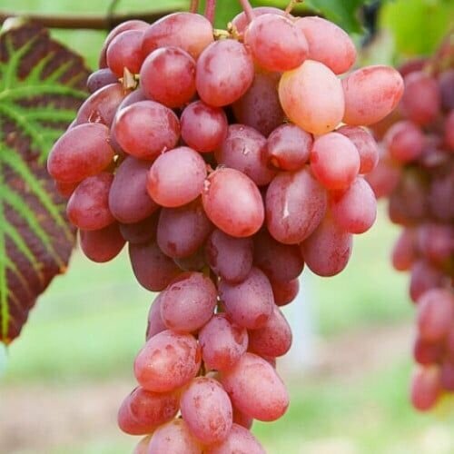 ���� �������� ������ ������, ������ �� 999 ���