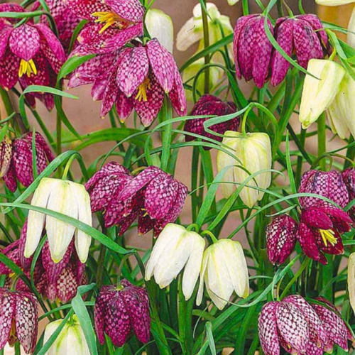   , chipollino flowers,  MELEAGRIS MIX (10 ),   405 