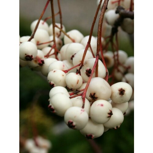 ���� ������ ������ ʸ�� (Sorbus koehneana), 10 ����, ������ �� 400 ���