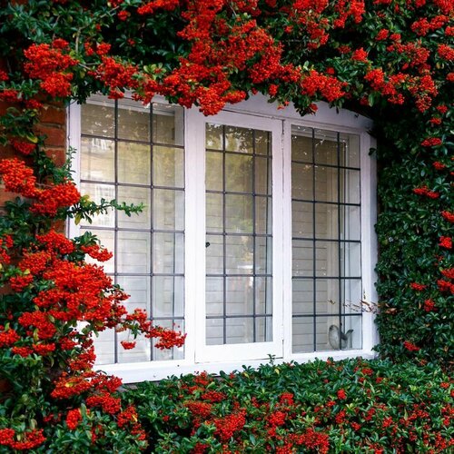 ���� ��������� ��������, ������ 5 ��, ������ �� 412 ���