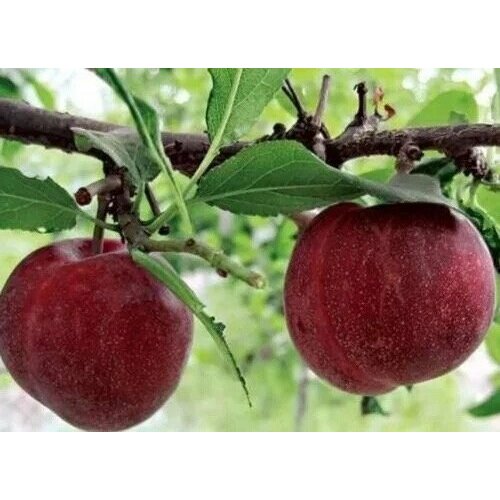 ���� ������� �������� ����� ����, ������ �� 700 ���