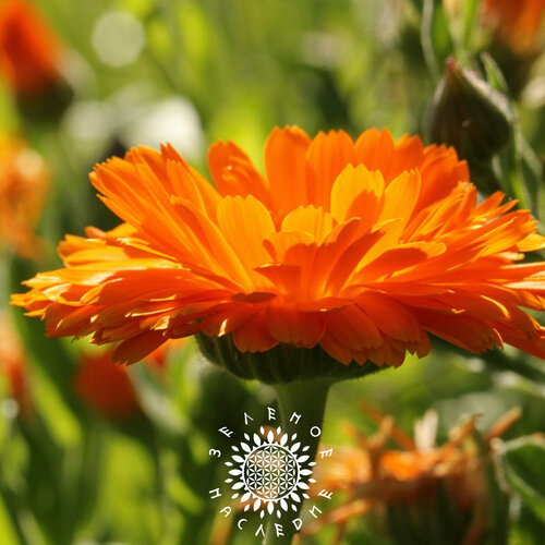 ���� ������ ��������� - ������� (���. Calendula) ����� ��� ���� - 20�� �� Green Legacy, ������ �� 350 ���