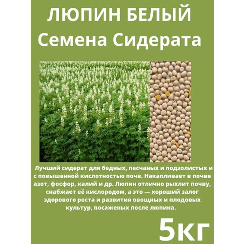 ���� ������ �������� ����� ����� 5 ��, ������ �� 900 ���